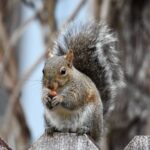 Ditching the Toxins: Smart & Safe Ways to Tackle Rodents