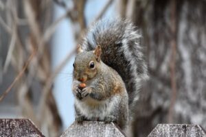 Ditching the Toxins: Smart & Safe Ways to Tackle Rodents