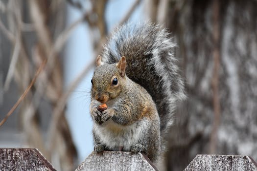 Ditching the Toxins: Smart & Safe Ways to Tackle Rodents