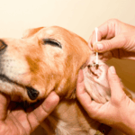 A Proactive Approach to Keeping Fleas and Ticks Off Your Cherished Companions