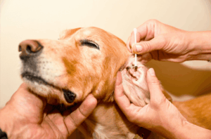 A Proactive Approach to Keeping Fleas and Ticks Off Your Cherished Companions